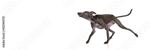 Banner with funny puppy  playful dog Italian greyhound is running over white background. Jumping in motion. Copy space for ad  text