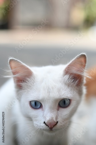 White cat with cute blue eyes