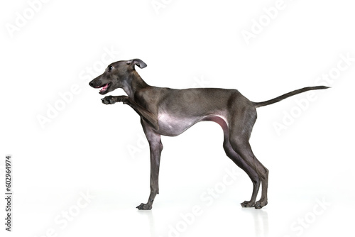 Happy puppy. Portrait with playful dog Italian greyhound posing and raising paw isolated over white studio background. Running in motion