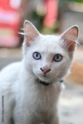 White cat with cute blue eyes