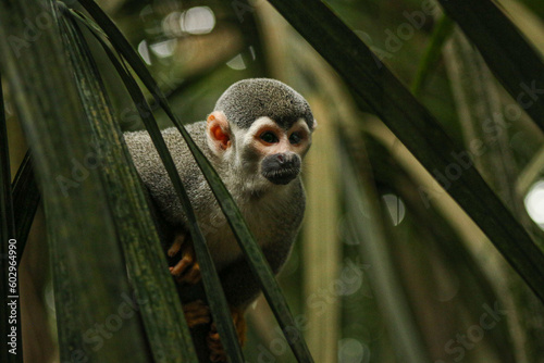 Monkey INPA, Manaus, Amazonas, Young White-fronted capuchin (Cebus albifrons) monkey of the subfamily Cebinae. This wild animal was seen in the rainforest near Manaus, Amazonas, Brazil photo