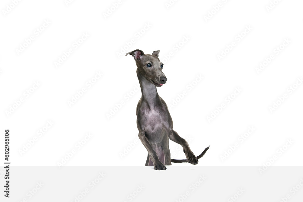 Portrait with playful Italian greyhound with brown fur posing with happy face isolated over white color studio background. Pet looks healthy and joyful