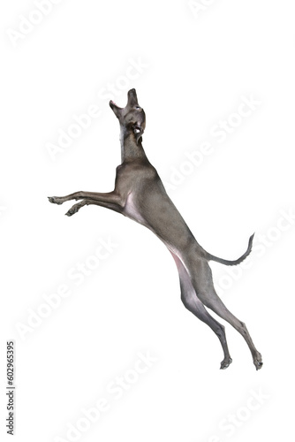 Portrait in motion with Italian greyhound with brown fur and open mouth jumping up isolated over white color studio background. Hunting dog