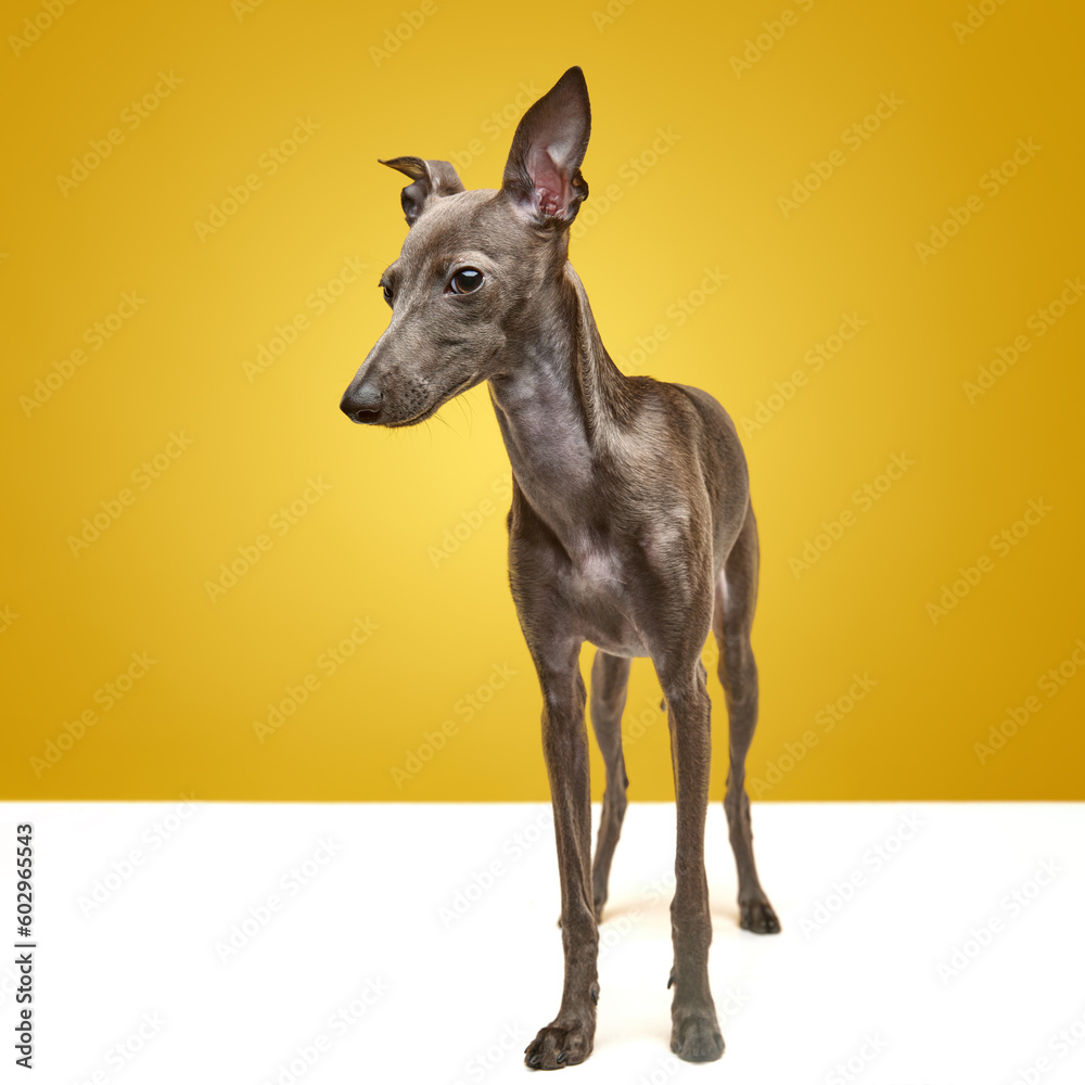 Fototapeta premium Portrait of cute animal, Italian greyhound breed with silk, brown fur posing over yellow color studio background. Dog after grooming