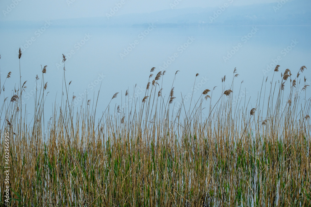 Landscape of reeds at a lake against blue sky background with copyspace. Landscape of reeds at a lake against blue sky background with copyspace.