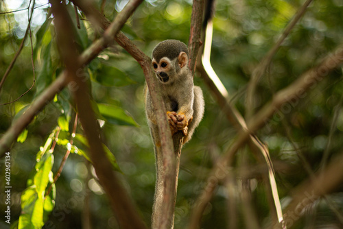 Monkey INPA, Manaus, Amazonas, Young White-fronted capuchin (Cebus albifrons) monkey of the subfamily Cebinae. This wild animal was seen in the rainforest near Manaus, Amazonas, Brazil