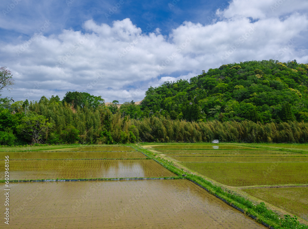 Idyllic countryside rice field scenery
