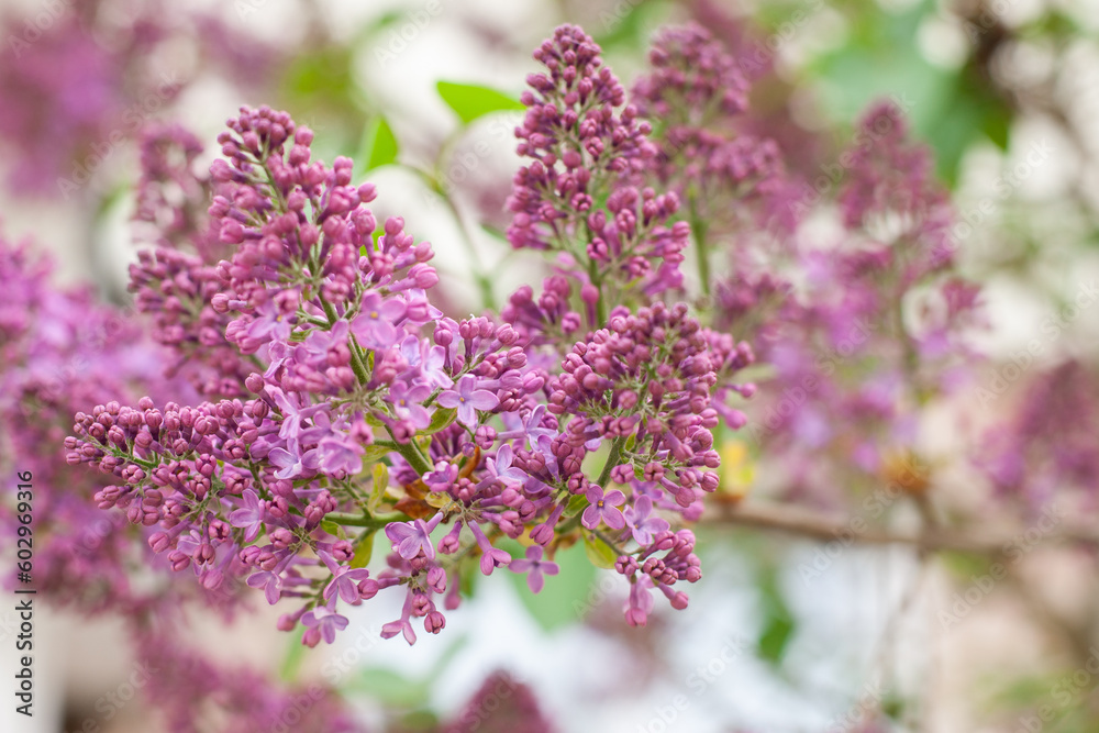 lilac flowers on a tree lilac flowers on a tree