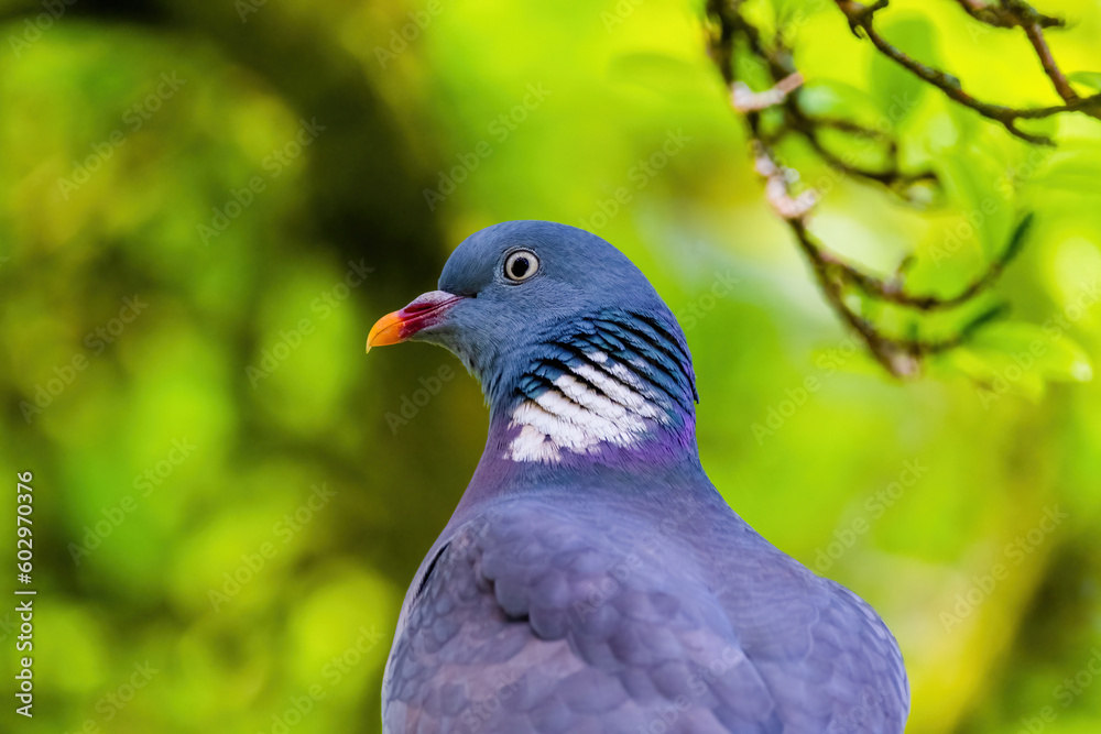 Pigeon perched on branch of tree in park, close-up portrait Pigeon perched on branch of tree in park, close-up portrait