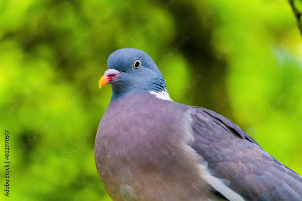 Pigeon perched on branch of tree in park, close-up portrait Pigeon perched on branch of tree in park, close-up portrait
