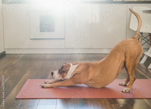 Cute dog doing anahatasana stretching yoga pose in the studio kitchen. Asana, body stretching and exercising at home with pets concept, extended puppy or downward-facing dog yoga pose