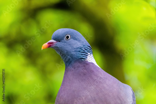 Pigeon perched on branch of tree in park, close-up portrait