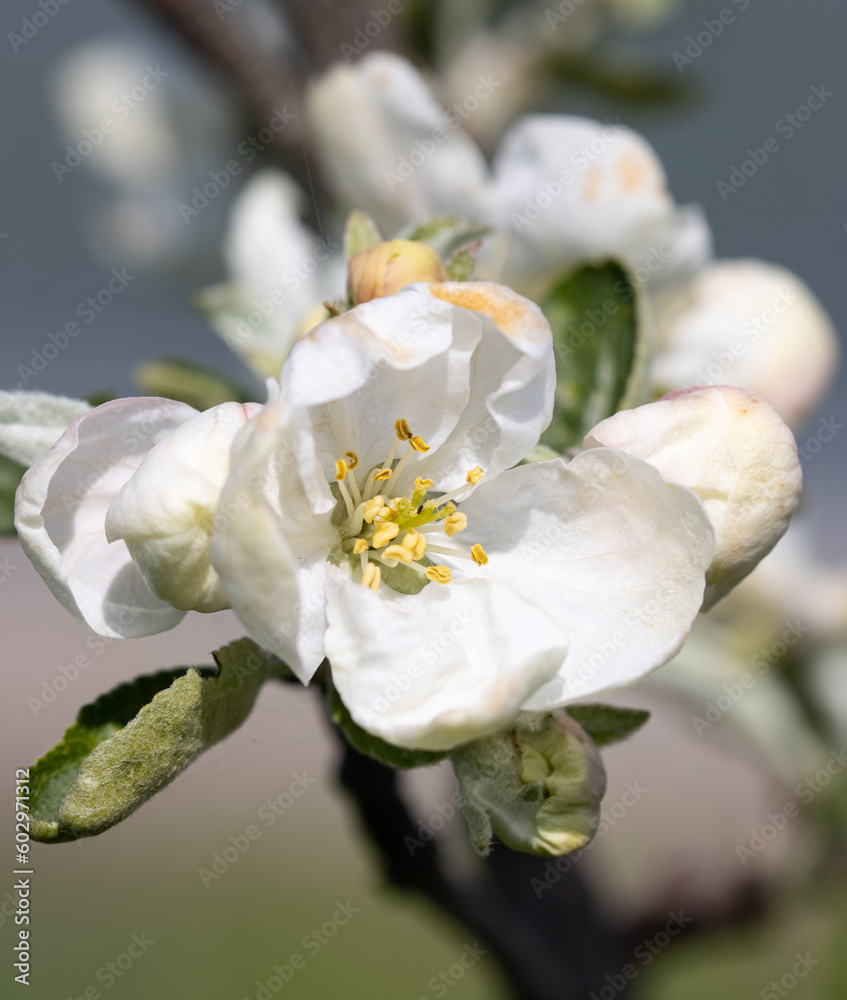 apple flowers on a branch in spring. apple flowers on a branch in spring.