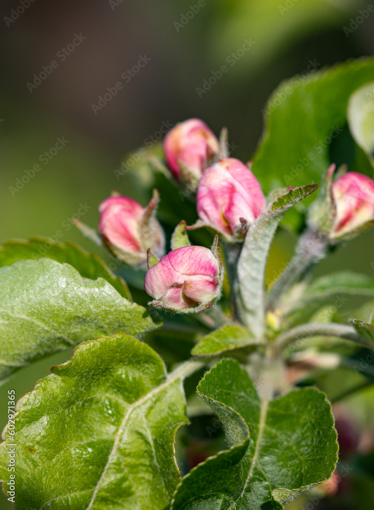 apple flowers on a branch in spring. apple flowers on a branch in spring.