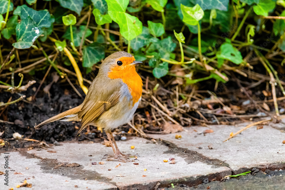 Fototapeta premium Close-up of robin bird perching on ground