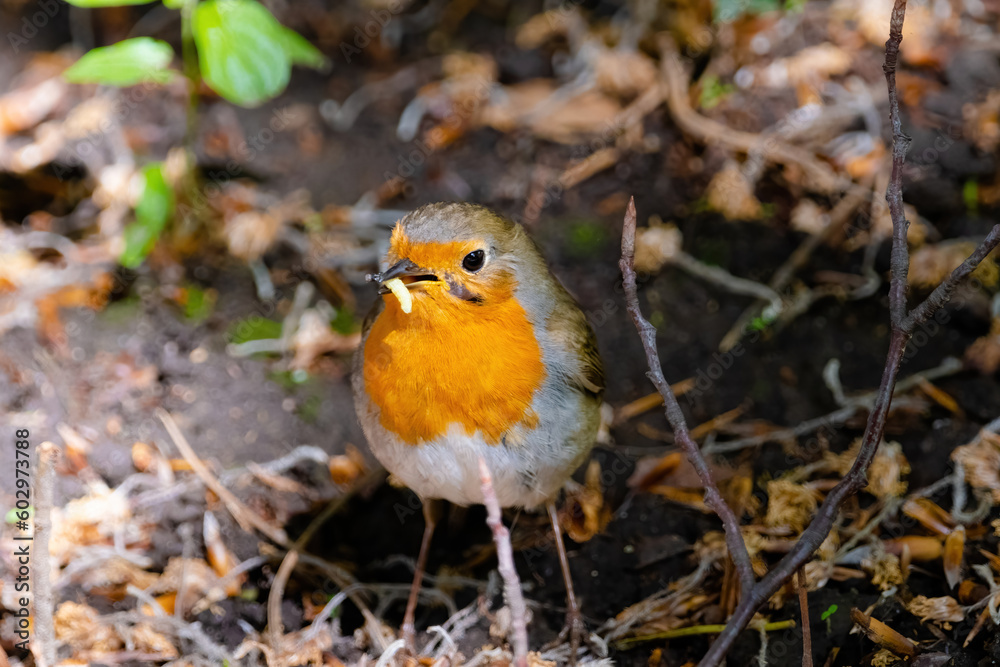 Close-up of robin bird perching on ground Close-up of robin bird perching on ground