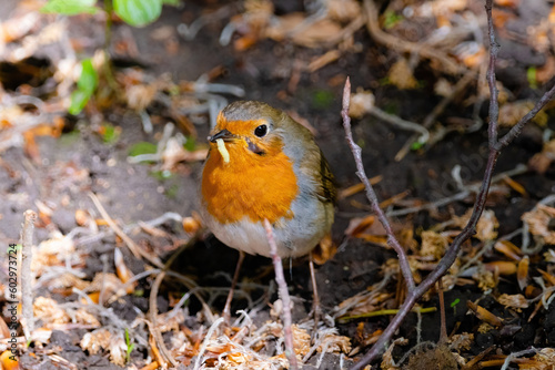 Close-up of robin bird perching on ground © Visualmedia