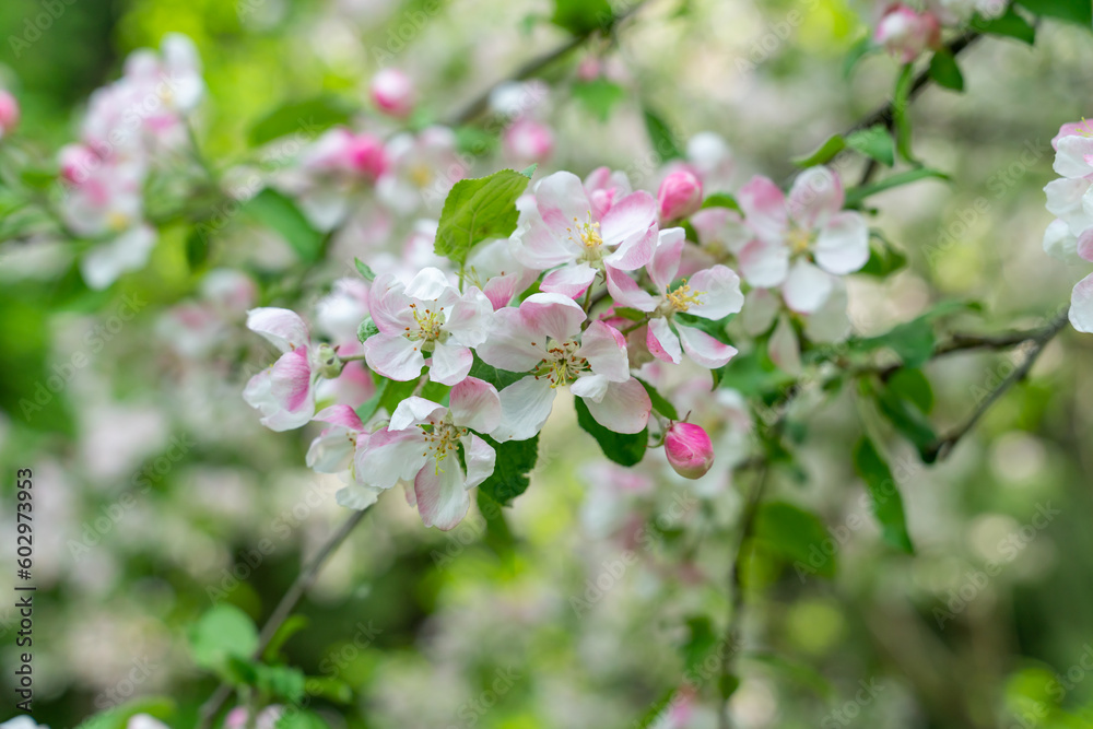 Blooming cherry blossom tree garden in spring Blooming cherry blossom tree garden in spring