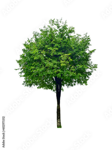 Tree green leaves for garden decoration. Isolated on white background.  png   