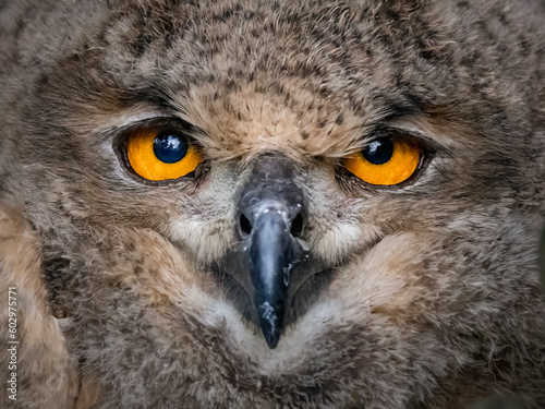 eagle owl portrait