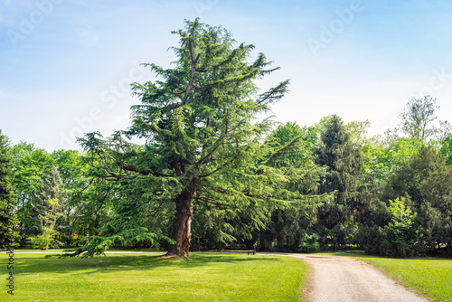 Himalayan Cedar - Evergreen conifer native to the Himalayan mountain range