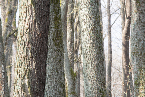 Fototapeta Naklejka Na Ścianę i Meble -  pnie drzew olchy w lesie olchowym pokryte szarą korą