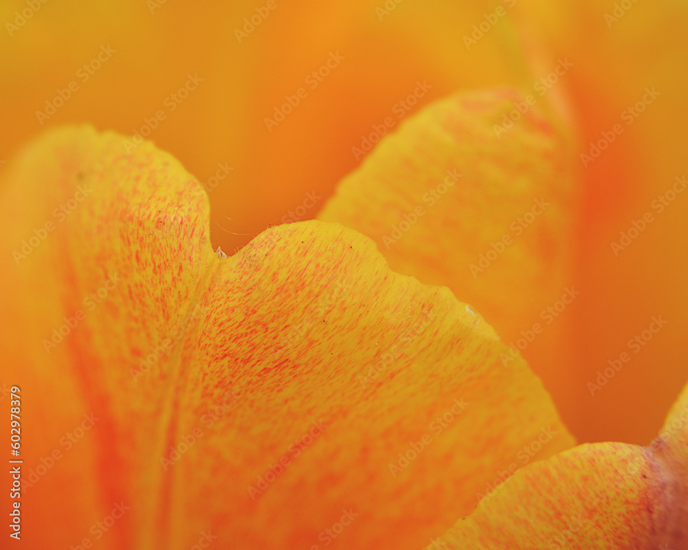 Tulipe - orange Tulipe - orange