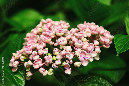 Hydrangea or Big-leaf Hyrdangea flowers with green leaves,close-up of yellow with purple Hydrangea flowers blooming in the garden photo