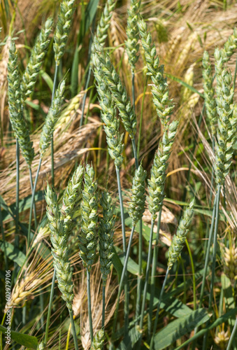 green ears of wheat and yellow rye  mix of cereals close up