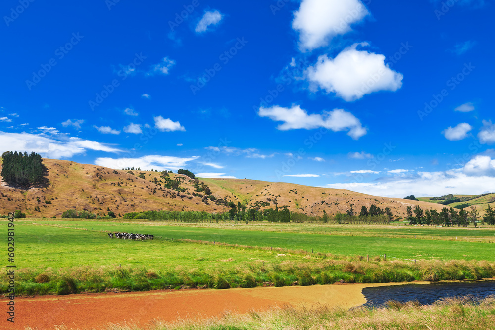 Obraz premium New Zealand rural landscape with free range cattle