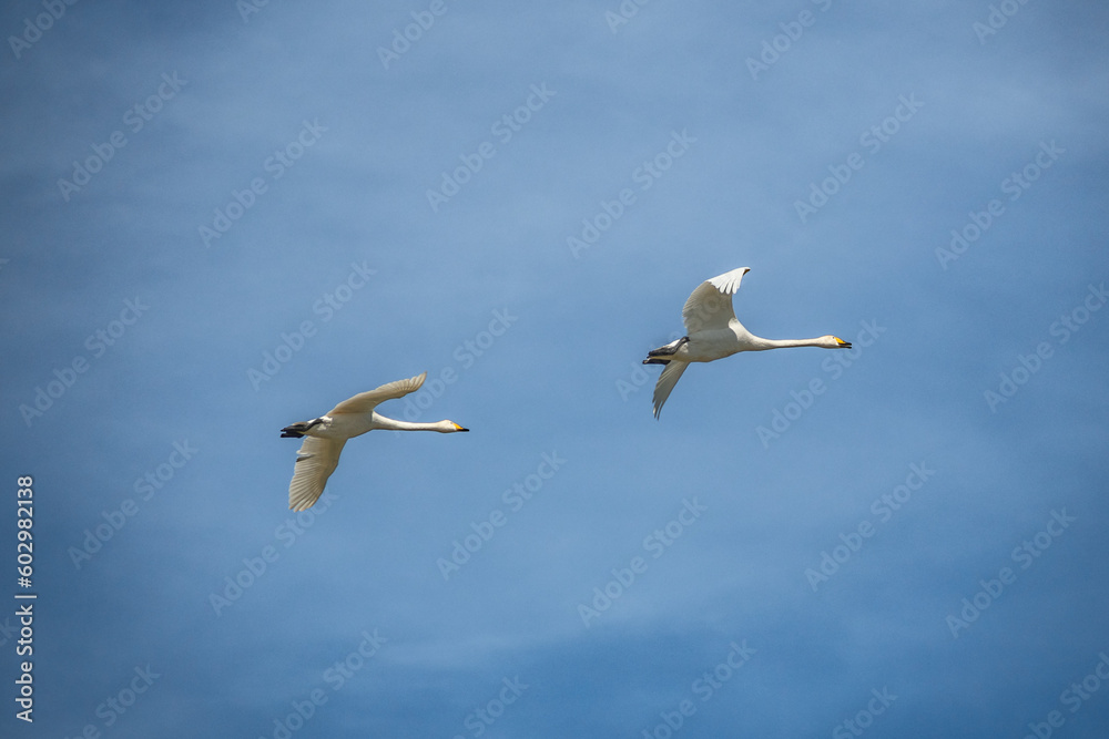 Fototapeta premium Couple of beautiful white swans flying together against the background of a blue sky on the coast of the Baltic Sea in spring
