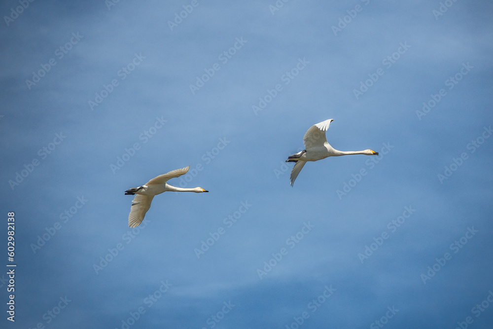 Couple of beautiful white swans flying together against the background of a blue sky on the coast of the Baltic Sea in spring
