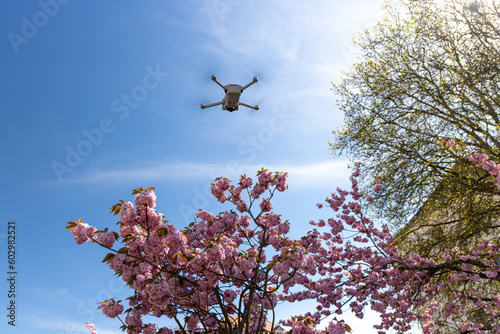 Drohne am Himmel mit blühenden Kirschbäumen