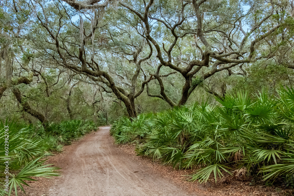 Dirt Road Canopied by Live Oaks (Quercus virginiana) on Cumberland Island, Georgia Dirt Road Canopied by Live Oaks (Quercus virginiana) on Cumberland Island, Georgia