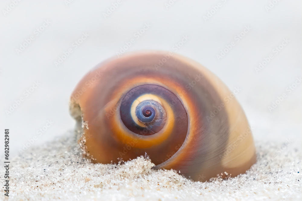 Moon Snail or Shark Eye Shell (Neverita duplicata) on the beach at Cumberland Island, Georgia - obrazy, fototapety, plakaty 