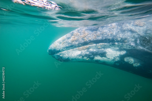 Grey Whale at Laguna Ojo de Liebre in Baja California South, Mexico
