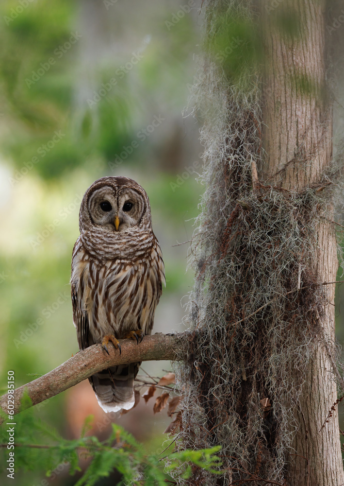 Fototapeta premium A barred owl in a mossy oak tree in Everglades National Park, Florida.