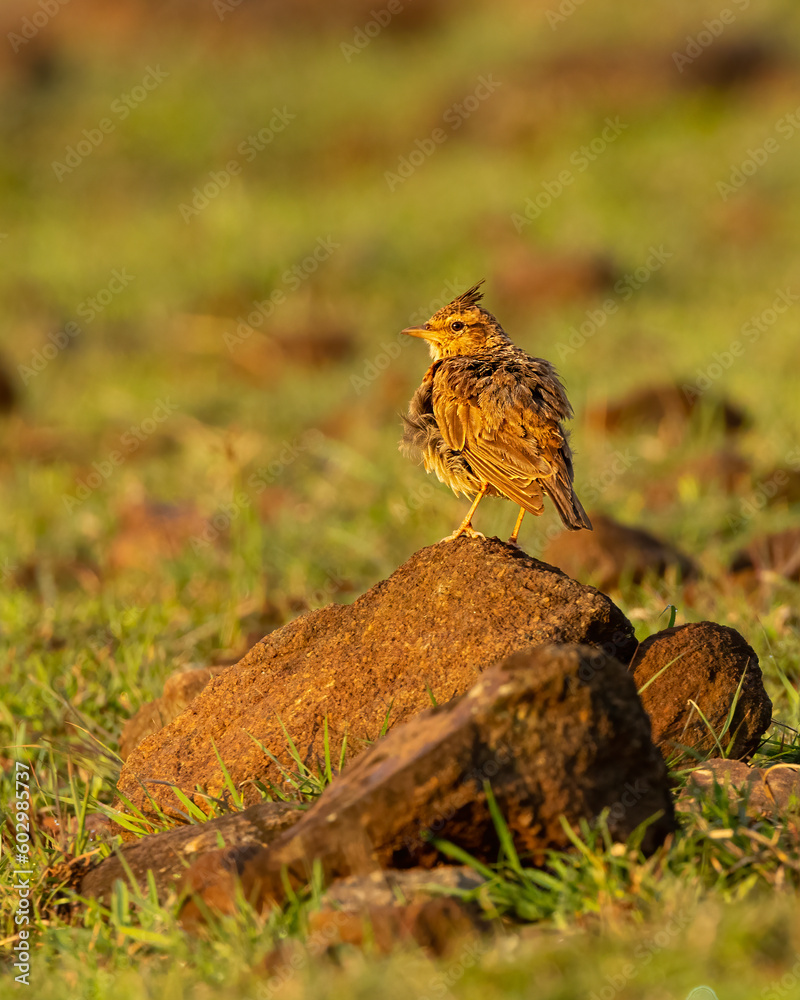 Obraz premium Birds and animals