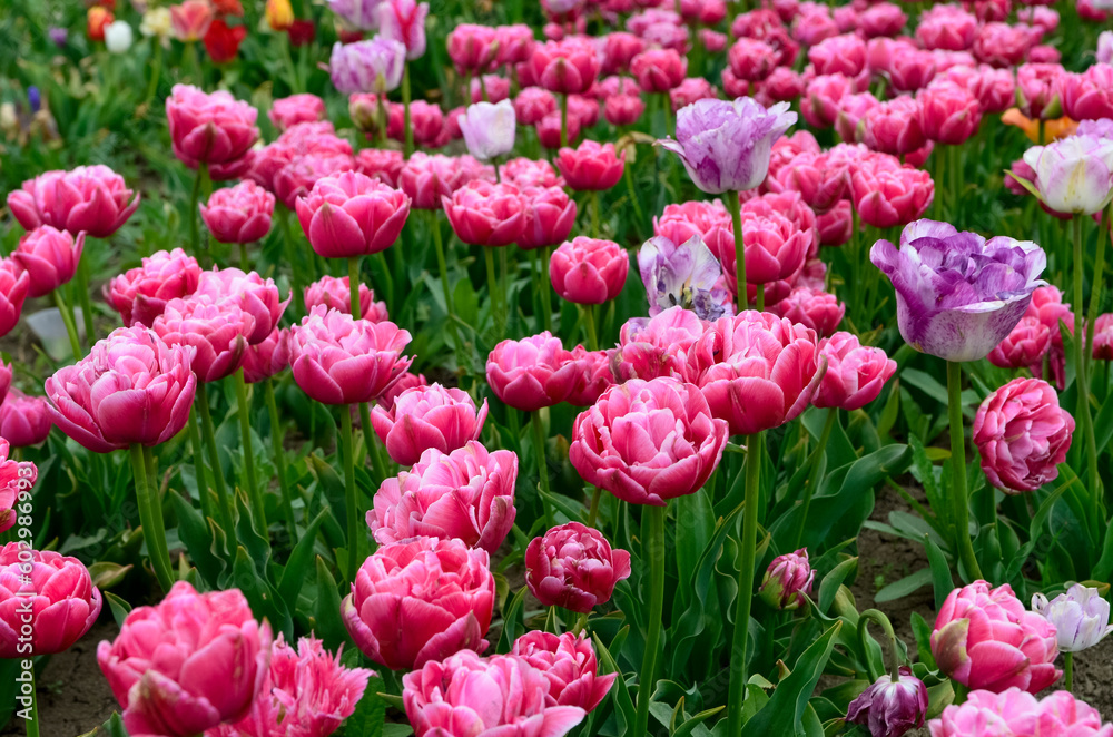 Field of pink tulips Field of pink tulips