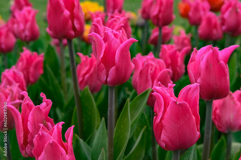 Field of pink tulips