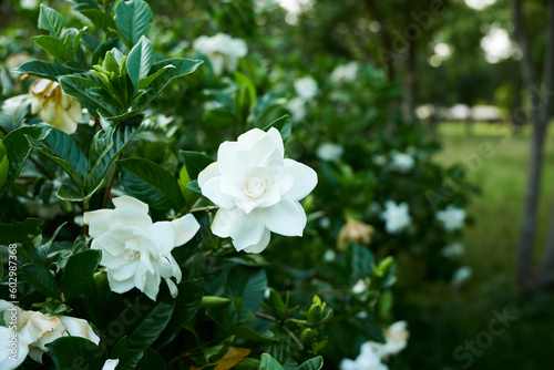 Fotografie 初夏に甘い香りを放つクチナシの花