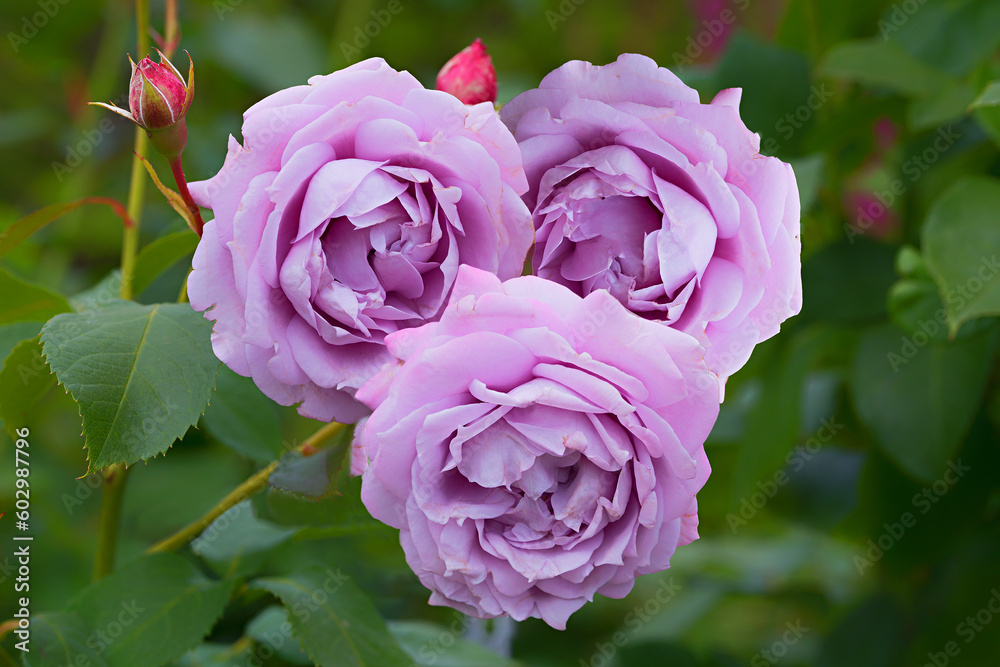 three light purple blooming roses, natural heart shape three light purple blooming roses, natural heart shape