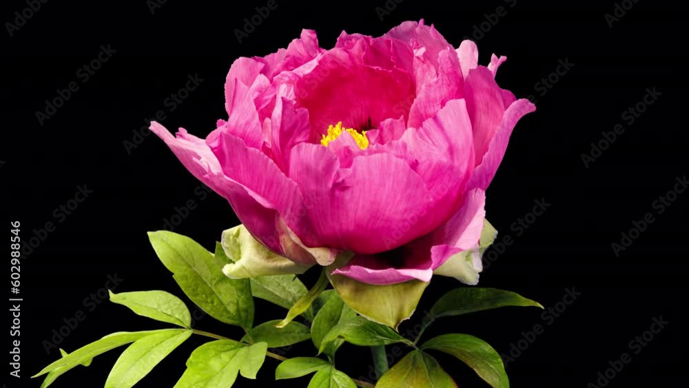 Pink Flower of Tree Peony Blooming in Time Lapse Close up on a Black Background with Alpha Matte. Beautiful Petals of Paeonia sect. Moutan Opens in Timelapse Pink Flower of Tree Peony Blooming in Time Lapse Close up on a Black Background with Alpha Matte. Beautiful Petals of Paeonia sect. Moutan Opens in Timelapse