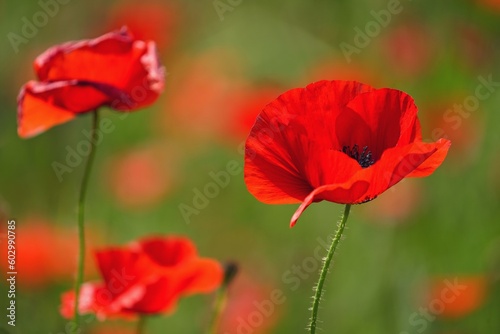 Blooming poppy field. Detailed photo of red poppies with blurry background. Gargano  Italy  Europe. 