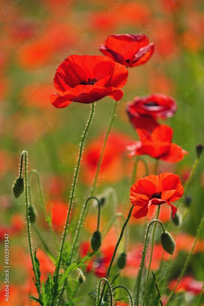 Blooming poppy field. Detailed photo of red poppies with blurry background. Gargano, Italy, Europe. Blooming poppy field. Detailed photo of red poppies with blurry background. Gargano, Italy, Europe.