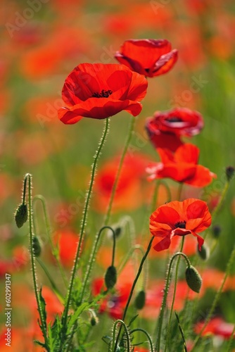 Blooming poppy field. Detailed photo of red poppies with blurry background. Gargano, Italy, Europe. 