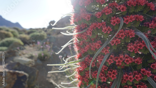Tajinaste, tower of jewels or echium wildpretii red flowers close-up in Teide National Park, Tenerife, Canary Islands, Spain  photo