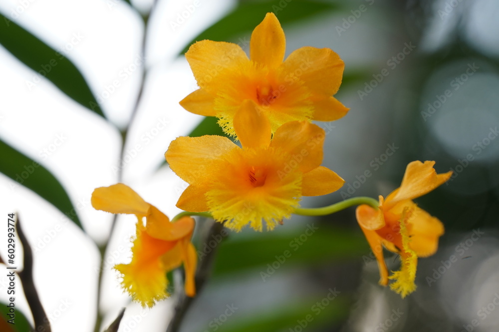 yellow daffodils in spring