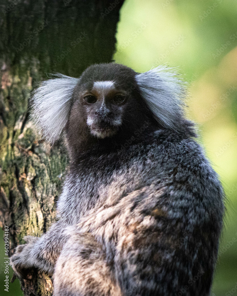 Naklejka premium Marmoset 4