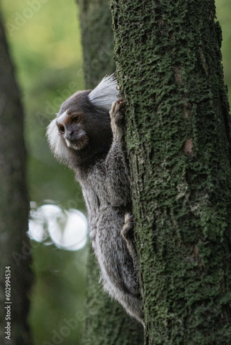 Marmoset 6